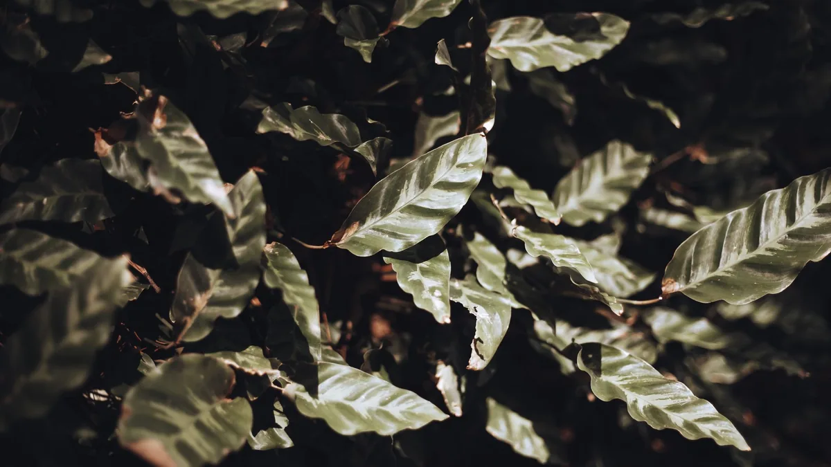 A close-up view of lush green leaves creating a vibrant, natural texture